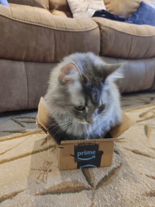 Kit — Lynne's Maine Coon mix — in his natural habitat: a box