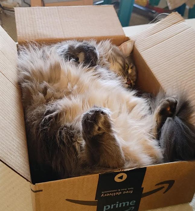 Kit — belly up, completely unbothered