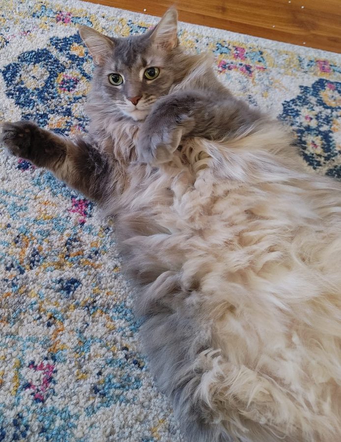Kit belly-up on the rug, paw raised, completely unbothered
