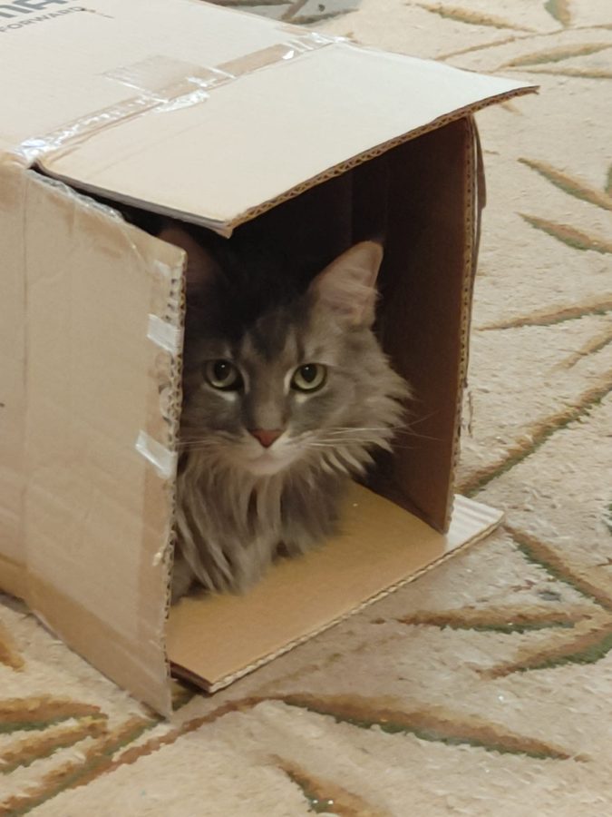 Kit peering out of a cardboard box with those vivid green eyes