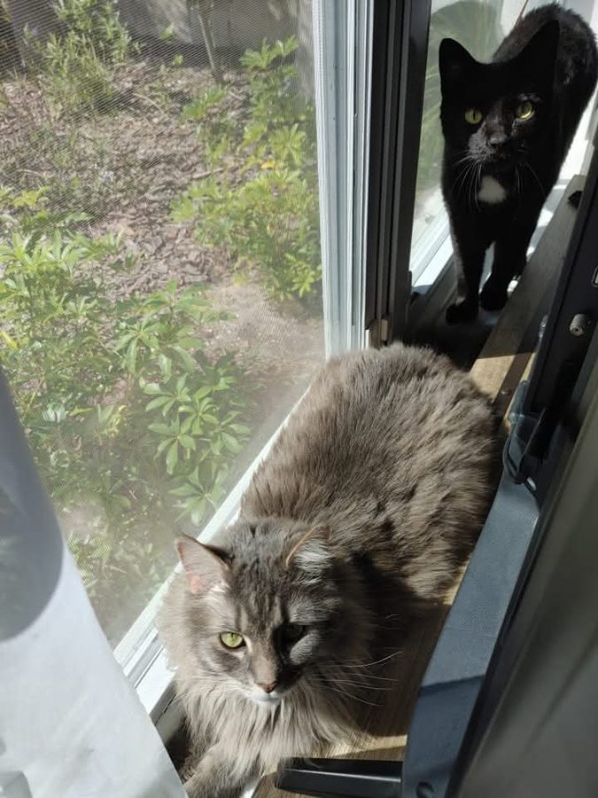 Kit and Midnight at the sliding door, watching the garden together