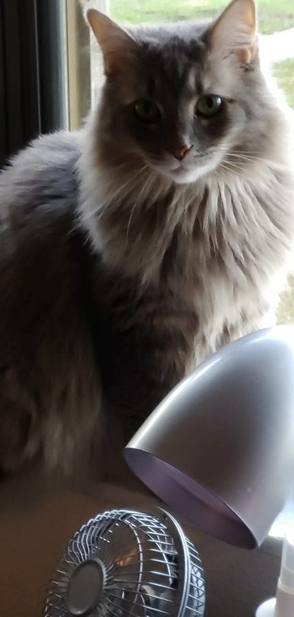 Kit by the window, completely unbothered by the fan