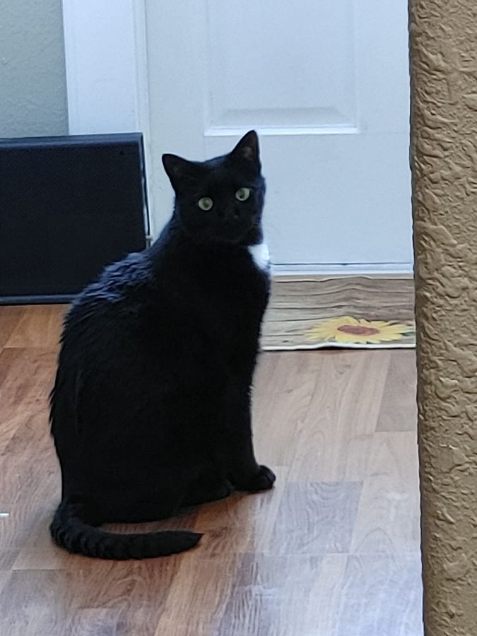 Midnight the black cat waiting by the door — always watching, always loving