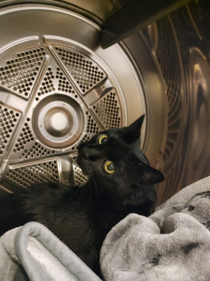 Midnight curled in the dryer — completely unbothered, vivid yellow-green eyes