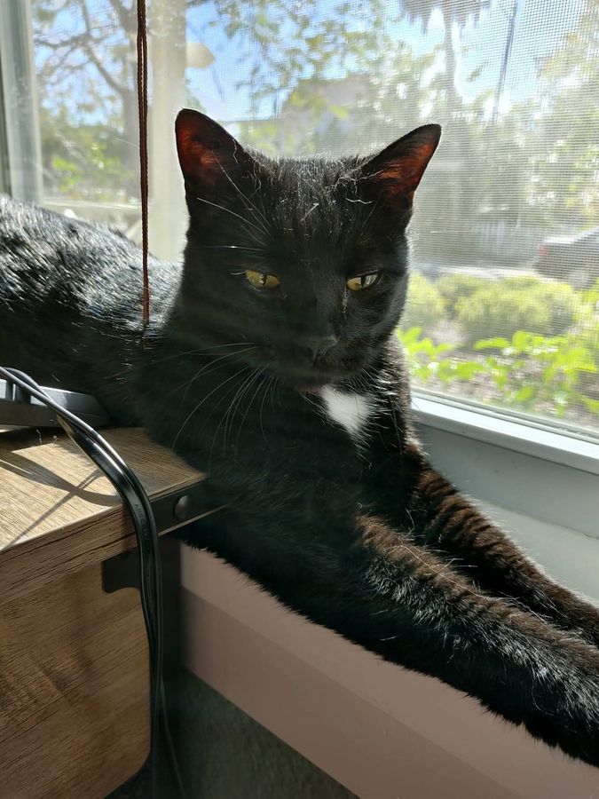 Midnight basking in the sun